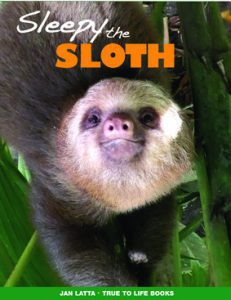 Sleepy the Sloth