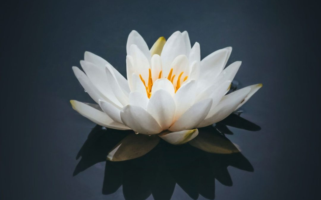 The Art of a Peaceful Life